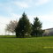 Meadow