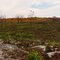 Eales Blueberry trail