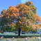 Beautiful Tree in the Graveyard