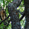 Wild Falcon