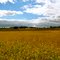 Field of Soybeans in September