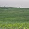 Field On Moraine Crest (With Geological Description)