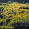 Soth Fork, White River Valley