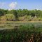 Ollie's Pond, Port Charlotte, Florida