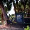Gyro Trac Australian Pine Remocval
