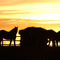 horses at sunset
