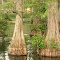 Cypress Trees in the Park