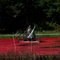 Cranberry Harvest - Stake Out