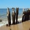 Beach wood