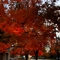 Fall in Ash Grove