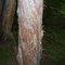 Cougar scratch post!