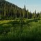 Meadow