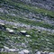 Alpine basin behind Scotchman Pk (do you see the big bear?)