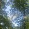 Forest Along Appalachian Trail Above Rt. 41, Salisbury, CT June 4 2011