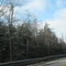 Icy Trees in Essex