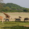 Not Africa ( Fossil Rim Park in Texas)