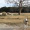 Fossil Rim Wildlife Center, Glen Rose, Texas