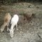 Deers