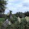 Blooming yucca's