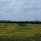 Yellow flowers & wide open spaces