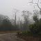 Morning Fog