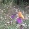 butterflies on the thistles