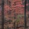 Pigeon Creek trails, Lake Norfork Arkansas