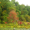 Autum / Fall Foliage at a Beaver Kill Swamp in East Haddam Connecticut