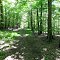 Blazed Trail
