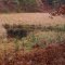 Pond by Deer Camp