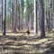 Wolf emerging?
