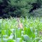 A youngster deer
