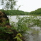 Fallen tree at Salt Fork State Park, Ohio