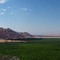 San Joaquin Valley Orange Grove from Highway 180