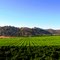 California Farmland, Sanger, CA