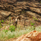 Bighorn Sheep Ram in Clear Creek Canyon