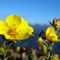 Buttercup on Chief Mountain