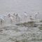 Florida Keys - White Ibis, Florida