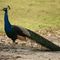 Pavo Real