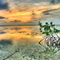 Mangrove Morning