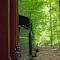 Through the forest we go
