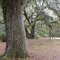 Behavior Cemetery, Hog Hammock Community, Sapelo Isl.