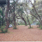 Sapelo Island