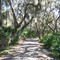 North Trail of Blackbeard Island