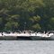 Kentucky Lake Raft up