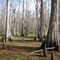 Stephenville landscape