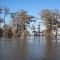Cypress Grove near flat lake - Below the Surface - Gaining Ground Expedition