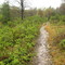 Blue Trail at Cranesville Swamp Preserve