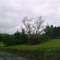 Fallen Tree