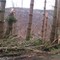 Tornado/Microburst